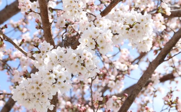 四日市桜のシーズンへ　さまざまなイベント企画　