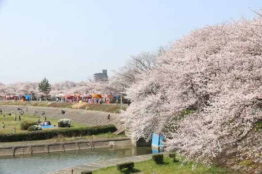 桜の美しさに歓声　海蔵川桜まつり