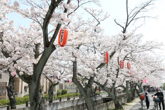 満開の桜　十四川沿い花見客でにぎわう