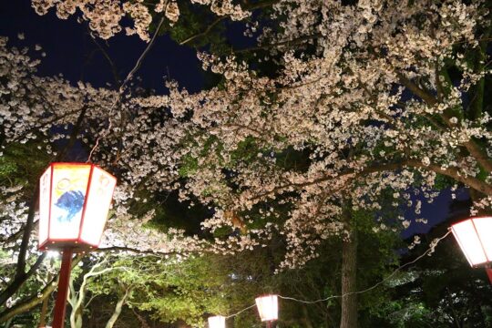 夜桜楽しむ人たちでにぎわう　鵜の森公園　