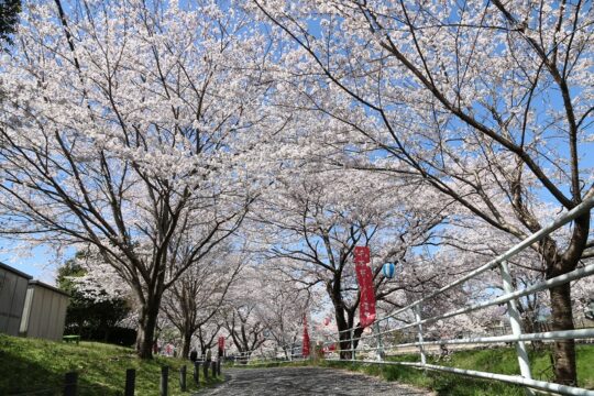 咲き誇る千本桜　いつもの散歩道が美しく