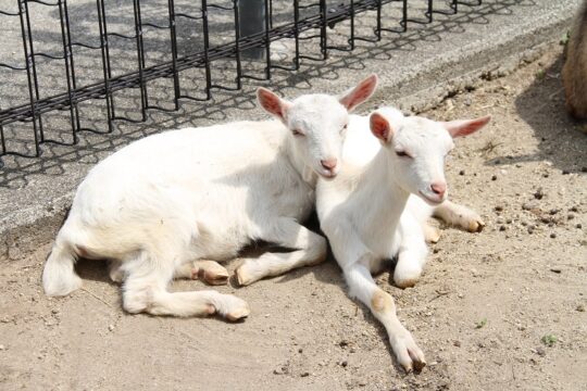 子ヤギの名前を募集　南部丘陵公園の小動物園