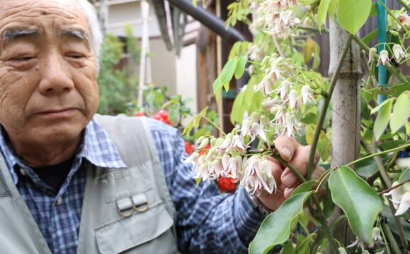 「今までで一番きれい」　ムベの花が咲き誇る　