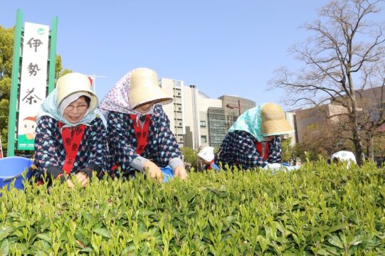 かすりの着物で新茶摘み　近鉄四日市駅西のPR用茶畑