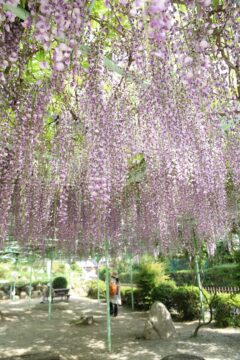 見ていて心が和む　竹成五百羅漢の藤の花見頃