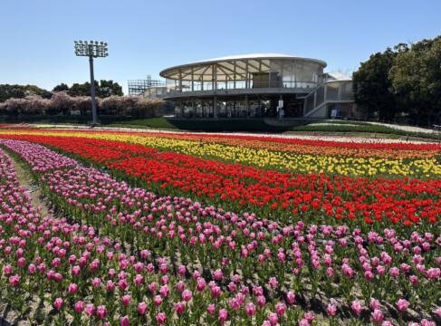 早咲きのチューリップ咲きそろう、「なばなの里」の花ひろば、メーンエリアでも今週末ごろか