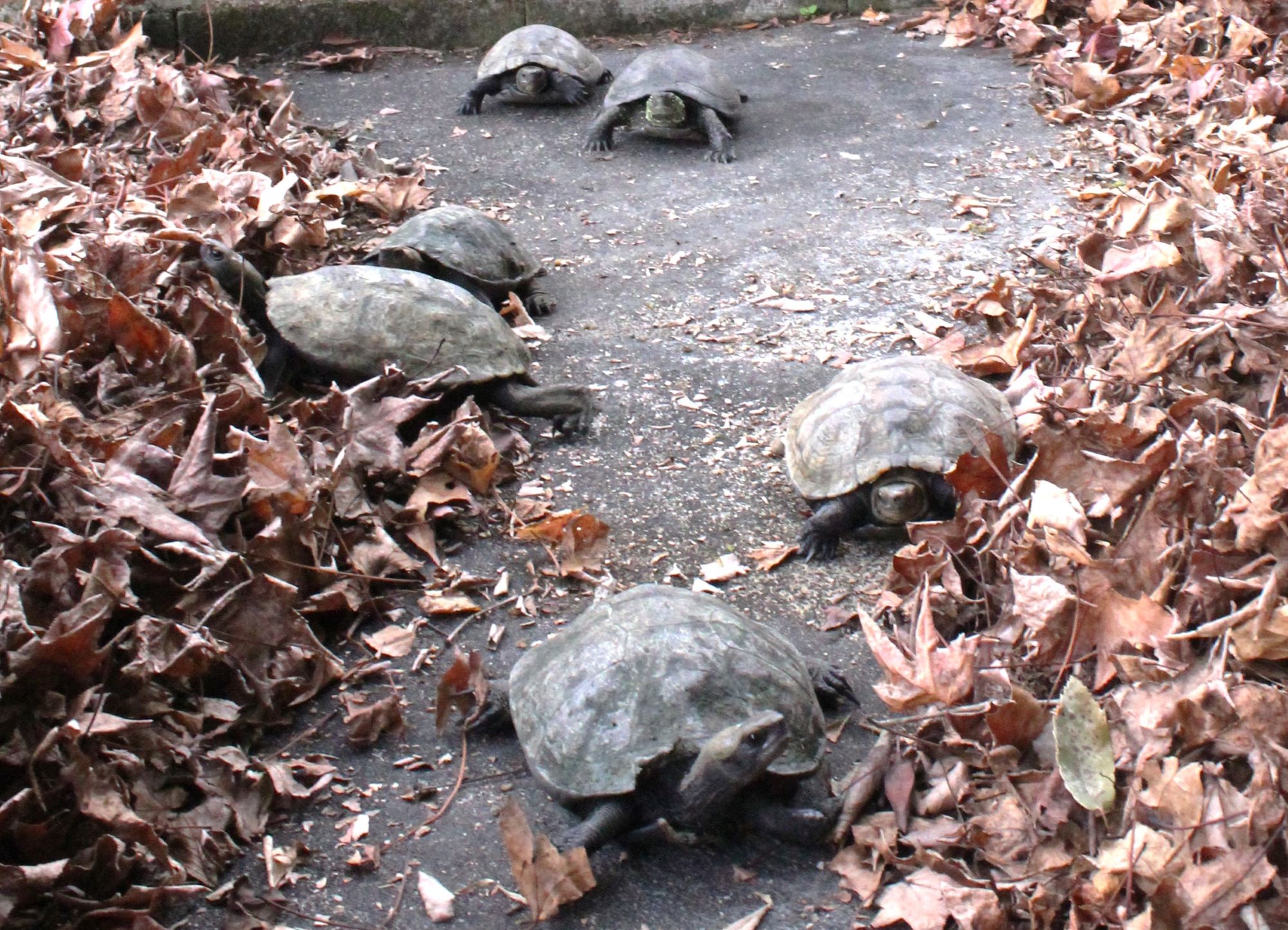 枯れ葉のベッドでおやすみなさい、四日市・南部丘陵公園の小動物園で