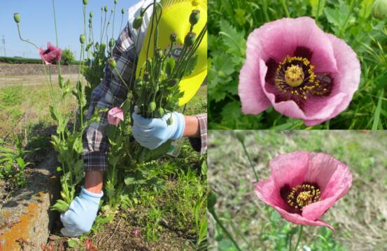 発見したら通報を　栽培禁止のケシ　四日市市が除去数三重県内最多