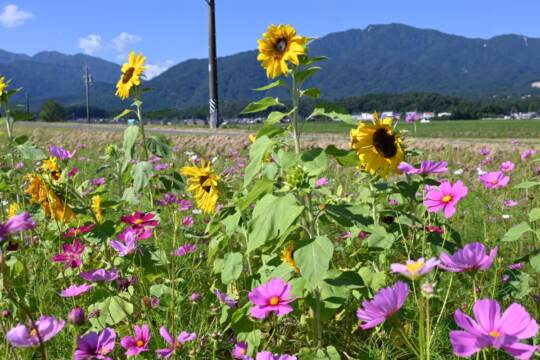 菰野町田光の「こすもすひろば」　コスモスとヒマワリが共演