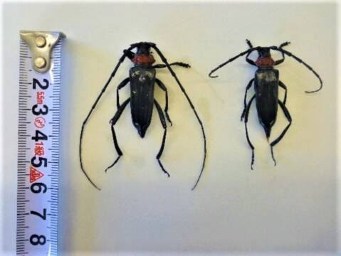 特定外来生物「クビアカツヤカミキリ」　四日市市内でも初確認　県が情報収集呼びかけ