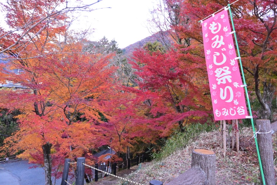 今週末がシーズンラストチャンスかも　「もみじ谷」の紅葉が見ごろ　三重県四日市市