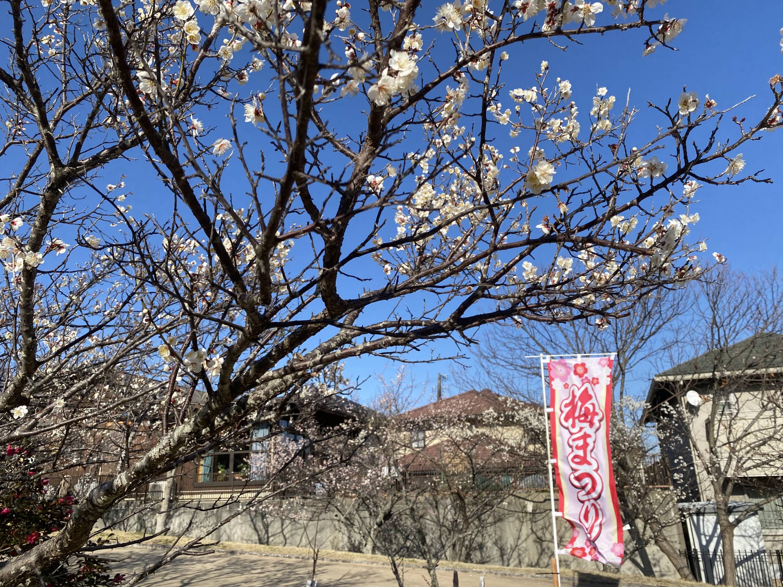 見ごろは3月中旬かも　四日市・南部丘陵公園の梅林　寒波の影響で遅め