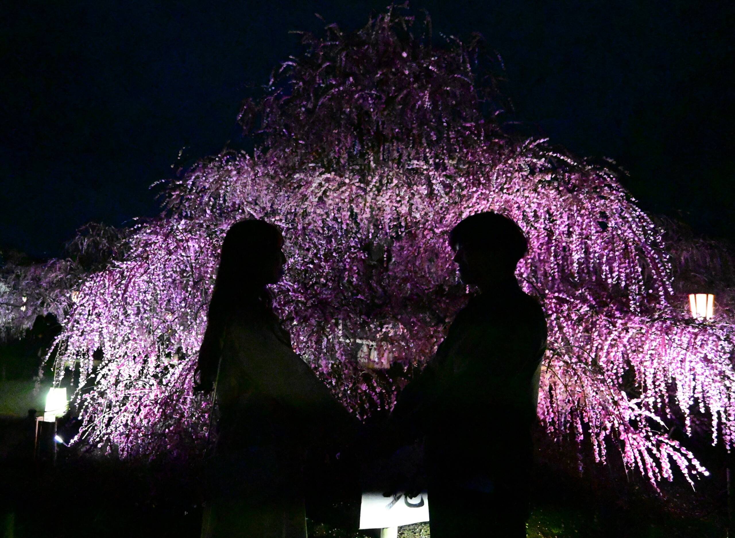 映える写真が撮れる梅の名所「鈴鹿の森庭園」今が見ごろ!!　